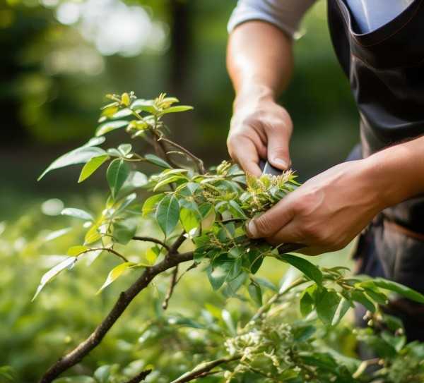 茉莉修剪与养护全攻略,如何剪茉莉花，茉莉养护与修剪技巧详解,养护,修剪技巧,第1张