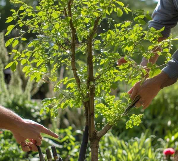 花开繁盛养护秘籍，打造美丽花境攻略,茉莉花养护攻略，如何让茉莉花开得更加繁茂美丽,养护,茉莉,第1张
